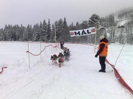 Per og hundene krysser mållinja / Per and the dogs crossing the finishing line